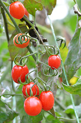 Image showing Fresh red tomatoes