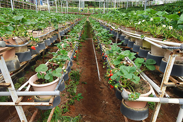 Image showing Fresh strawberries that are grown in greenhouses