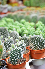 Image showing Group of small cactus in the pot