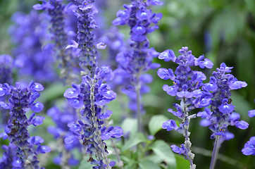 Image showing Blooming blue bugleweeds Ajuga