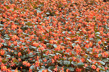 Image showing Flowers begonia. Begonia is a flower of extraordinary beauty