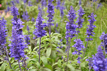 Image showing Blooming blue bugleweeds Ajuga