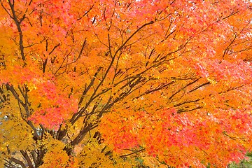 Image showing Maple tree in vibrant orange and red colors