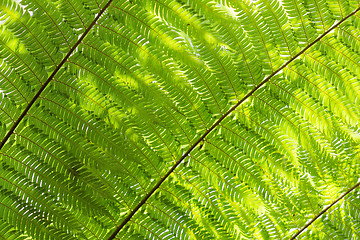 Image showing Sunlight backlit Cyathea fern fronds leaves natural floral backg