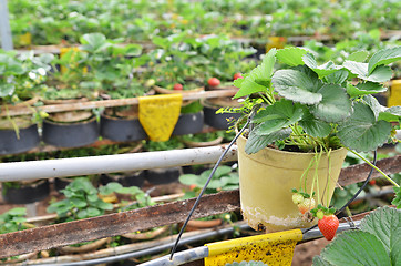 Image showing Fresh and young strawberry fruits