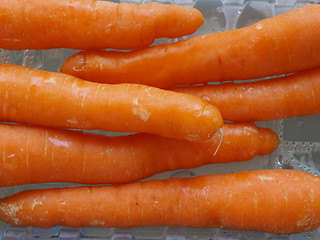 Image showing Orange carrots vegetables