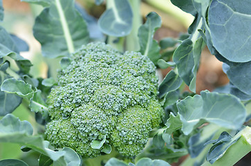 Image showing Raw broccoli in the farm