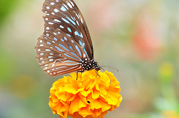 Image showing Butterfly on orange flower 