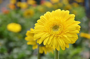 Image showing Gerbera flower in a garden