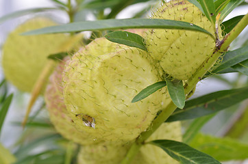 Image showing Balloon plant or balloon cotton bush