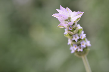 Image showing Lavender flowers in nature