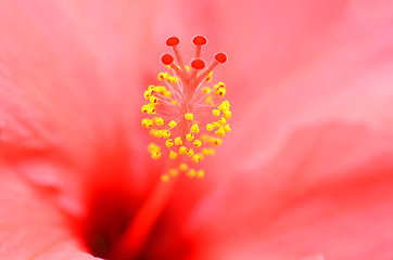 Image showing Flower of red hibiscus