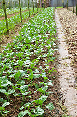 Image showing Vegetable Farms in Cameron Highlands