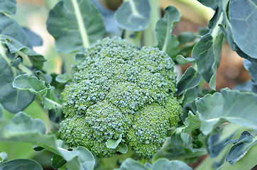 Image showing Raw broccoli in the farm