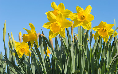 Image showing Bright yellow daffodils flowers blooming on sunlit spring meadow