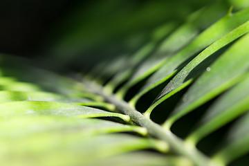 Image showing Close-up palm frond from darkness to sunlight