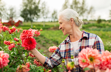 Image showing senior woman with flowers at summer garden