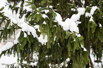 Image showing fir branch and snow in winter forest