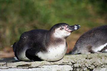 Image showing Penguin