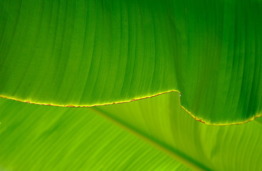 Image showing Close-up of a banana palm tree leaf