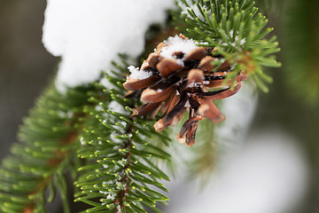 Image showing fir branch with snow and cone in winter forest