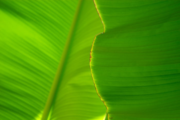 Image showing Close-up of a banana palm tree leaf