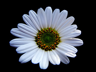 Image showing White Flower on Black