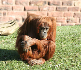 Image showing Orang utan