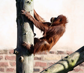 Image showing Orang in tree