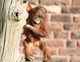 Image showing Baby orang