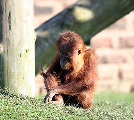 Image showing Baby orang