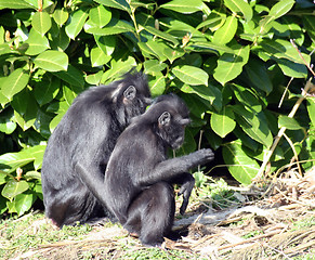 Image showing Macaque