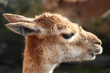 Image showing Guanaco