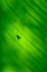 Image showing Close-up of a banana palm tree leaf