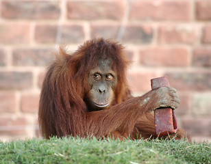 Image showing Orang playing