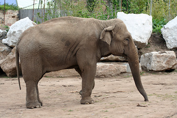 Image showing Elephant