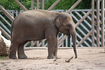 Image showing Juvenile elephant