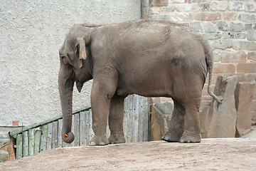 Image showing Elephant