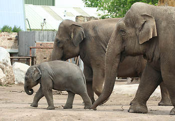 Image showing Elephant family