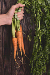 Image showing Freshly grown carrots