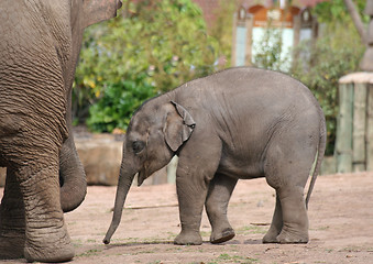 Image showing Baby elephant