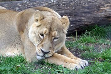 Image showing Lioness