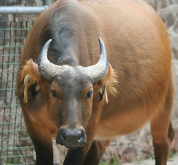 Image showing Buffalo