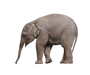 Image showing Baby elephant