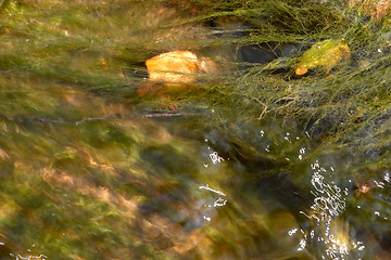 Image showing Close up of leaves and algae in a mountain stream, Valtrebbia, Italy