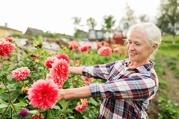 Image showing senior woman with flowers at summer garden