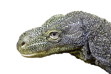 Image showing Crocodile monitor