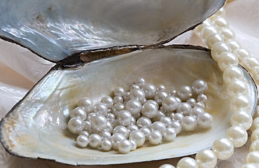 Image showing Oyster and pearls