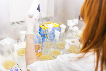 Image showing Life scientist researching in the laboratory.