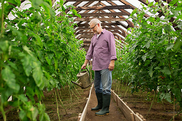 Image showing senior man with watering can at farm greenhouse